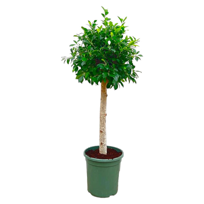 ficus-nitida-op-stam-130-cm-o30