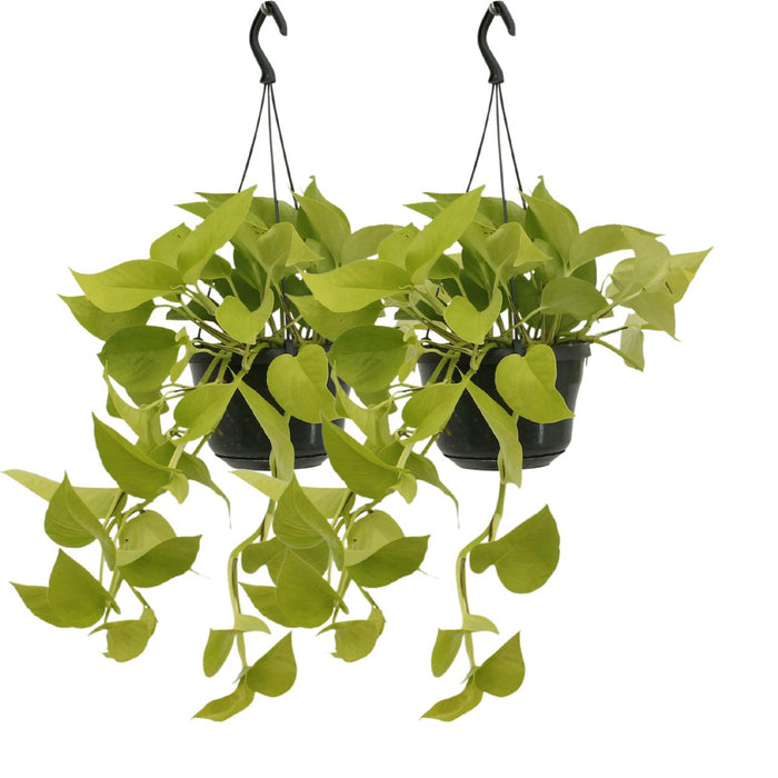 2x-epipremnum-golden-pothos-scindapsus-25cm-o15