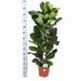 ficus-lyrata-o27cm-↕140cm-in-boule-wit-pot