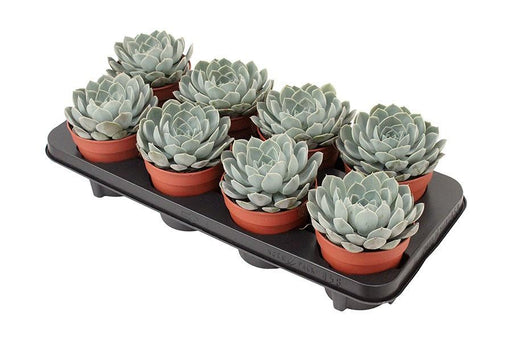 echeveria-grande-cinza-o12-↕15