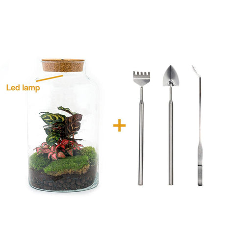 diy-terrarium-milky-calathea-with-light-↕-31-cm-rake-shovel-tweezer