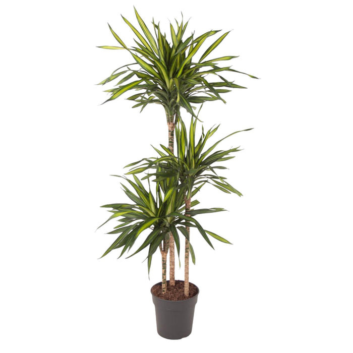 dracaena-riki-140-cm-o24