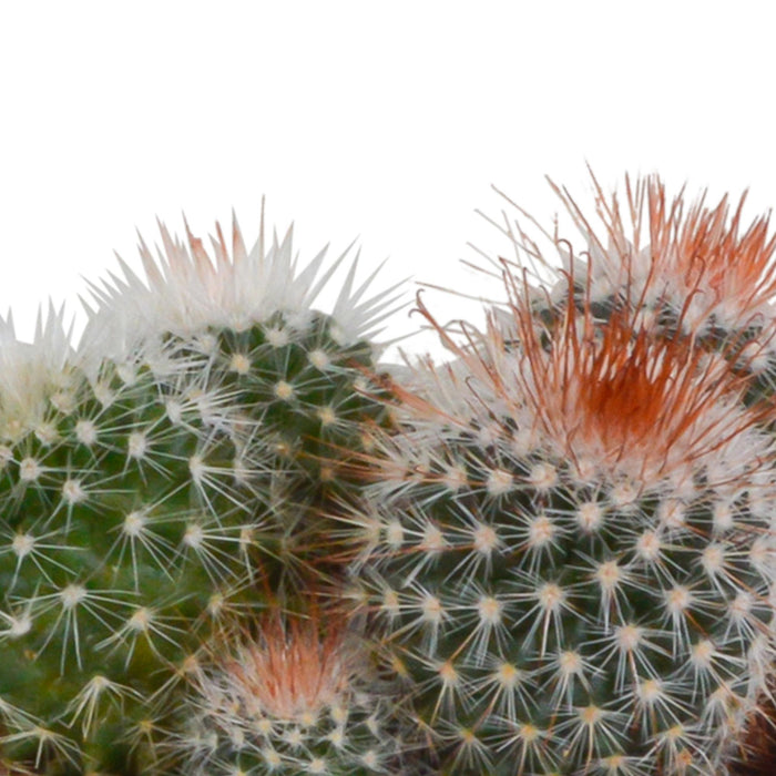 bolcactus-mix-8-5-cm-3-stuks-in-witte-pot