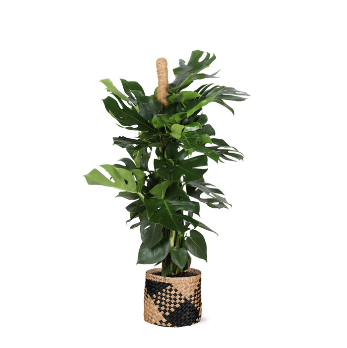 monstera-deliciosa-mosstok-o27cm-↕150cm-in-albury-black-print-mand