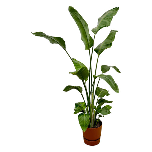 strelitzia-nicolai-inclusief-elho-greenville-round-bruin-180-cm-o30