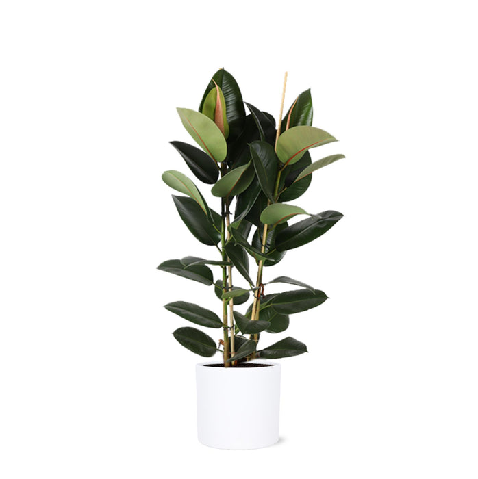 ficus-elastica-robusta-o24cm-↕110cm-in-era-wit-pot