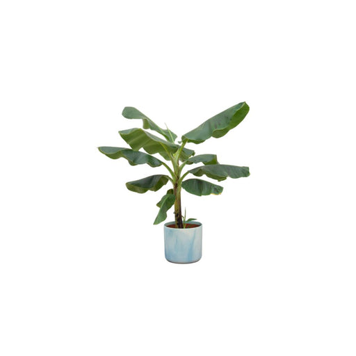 combi-deal-bananenplant-musa-inclusief-ocean-round-atlantisch-blauw-o22-100-cm