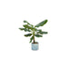 combi-deal-bananenplant-musa-inclusief-ocean-round-atlantisch-blauw-o22-100-cm