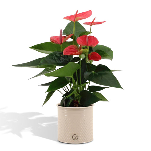 anthurium-andreanum-sweet-dream-incl-pure-zink-45cm-o12