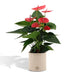 anthurium-andreanum-sweet-dream-incl-pure-zink-45cm-o12