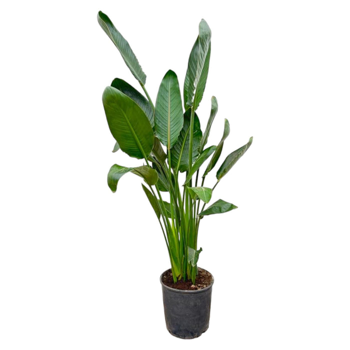 strelitzia-reginae-130-cm-o24