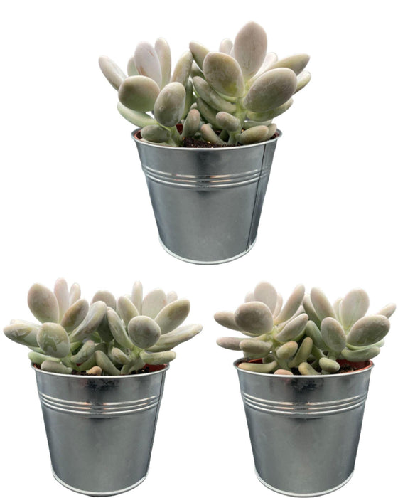 succulenten-pachyphytum-oviferum-↕15-20cm-3-stuks-zinc-o13-cm