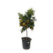 citrus-kumquat-150-cm-o40