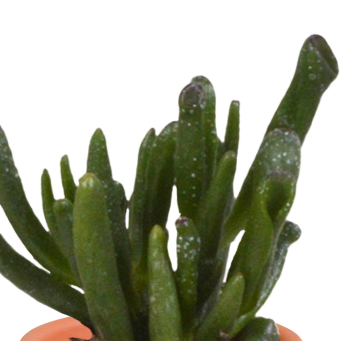 cactus-en-vetplanten-mix-5-5-cm-15-stuks-in-mexicaanse-pot