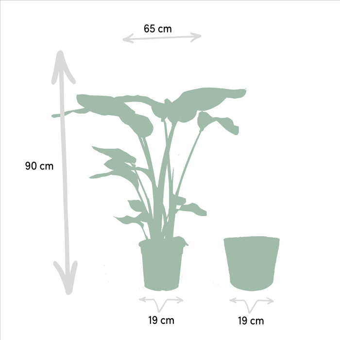 strelitzia-nicolai-85cm-o19cm-alocasia-macrorrhiza-70cm-o19cm-incl-mand-igmar