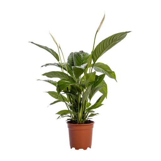 spathiphyllum-bingo-cupido-o19cm-↕80cm