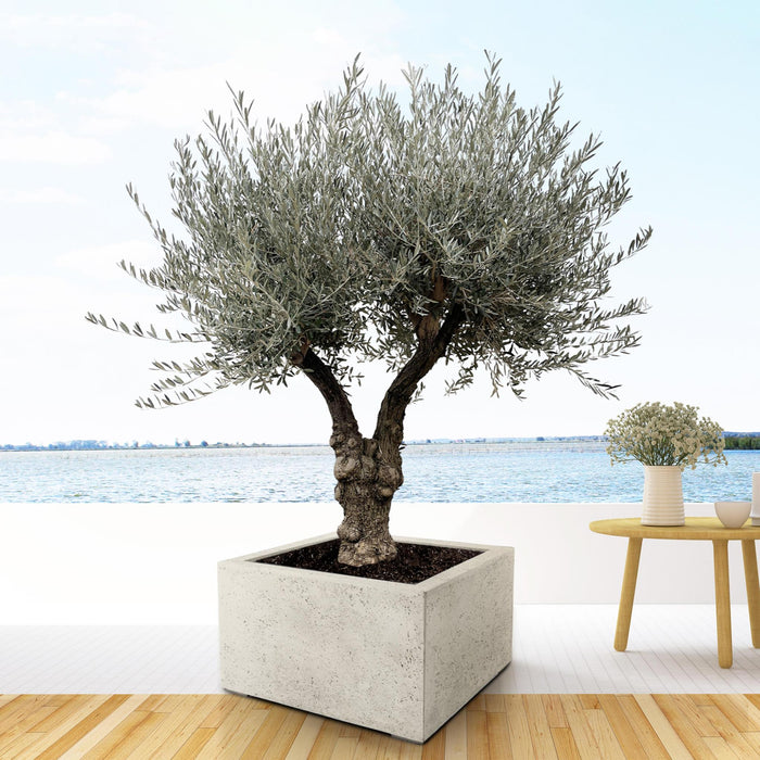 olea-europaea-bonsai-vertakt-220cm-o50