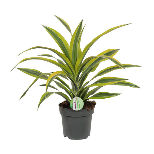 dracaena-fragrans-lemon-lime-o17cm-↕40cm