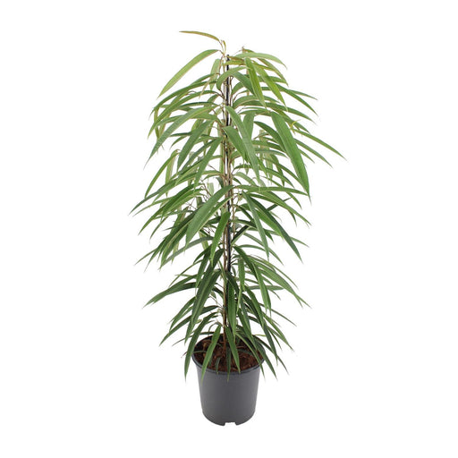 ficus-binnendijkii-alii-80cm-21o