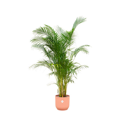 combi-deal-areca-palm-inclusief-elho-vibes-fold-round-roze-o30-160-cm