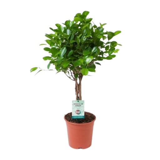 ficus-microcarpa-moclame-o17cm-↕70cm