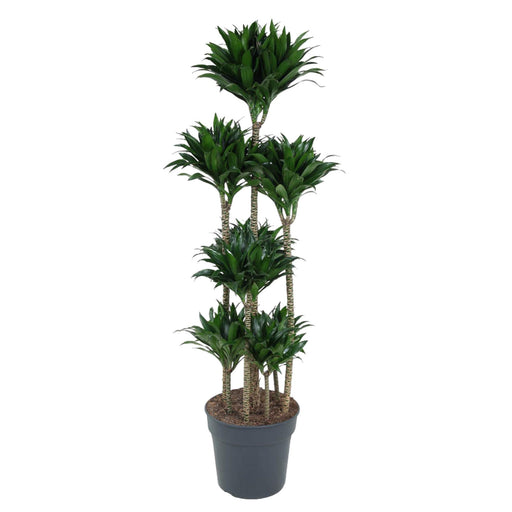 dracaena-compacta-carrousel-160-cm-o34