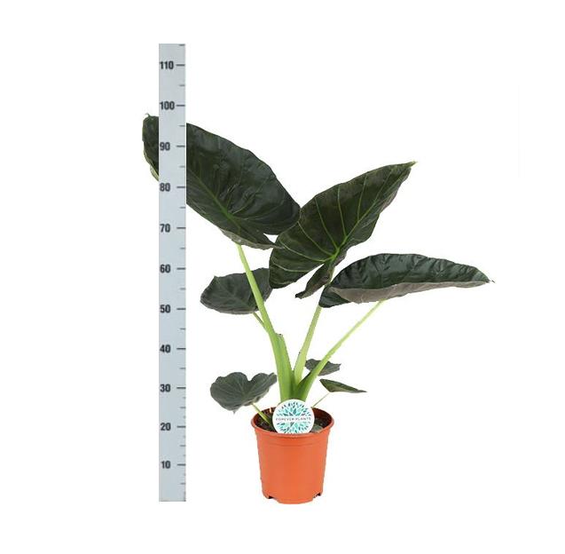 alocasia-regal-shield-o21cm-↕100cm-in-vibes-wit-pot