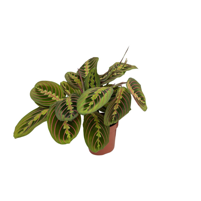 maranta-fascinator-pijlwortel-20cm-o12