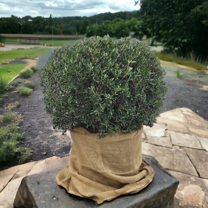 olea-europaea-bolvorm-olijf-in-bolvorm-diameter-1-meter