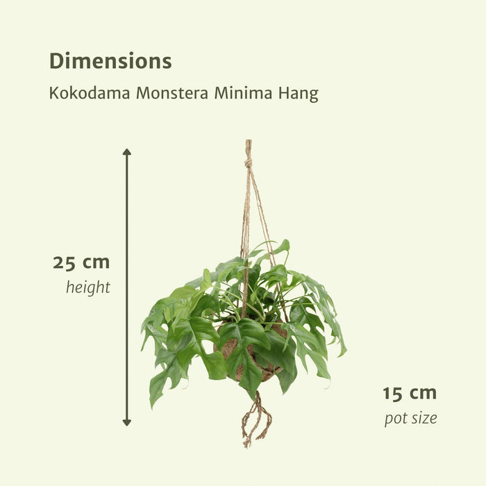 2x-kokodama-monstera-minima-hang-gatenplant-25cm-o15