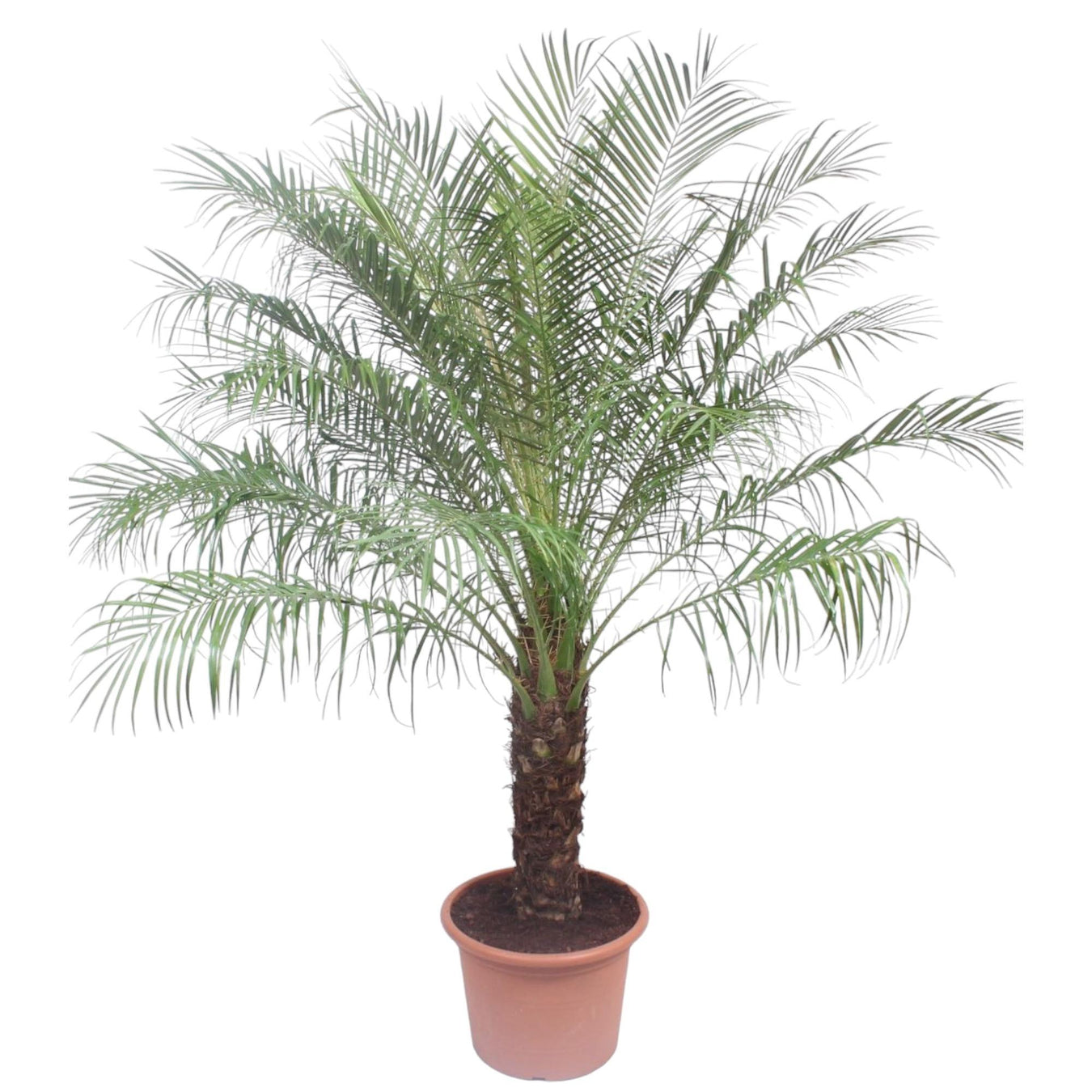 Phoenix Roebelenii (Dwergdadelpalm)