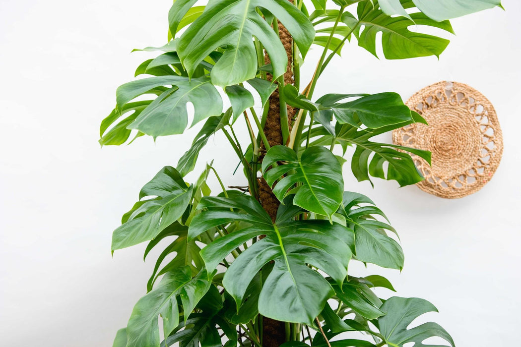 monstera-deliciosa-xxl-225cm-40