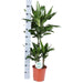 dracaena-janet-lind-o21cm-↕90cm