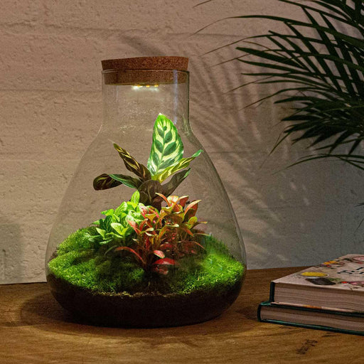 diy-terrarium-sam-calathea-with-light-↕-30-cm-rake-shovel-tweezer