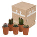 cactus-mix-5-5-cm-5x-in-terracotta-pot