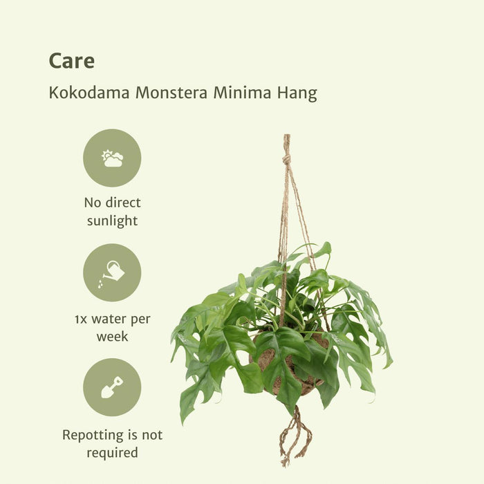 2x-kokodama-monstera-minima-hang-gatenplant-25cm-o15