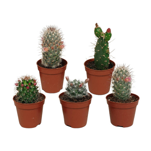 cactus-mix-5-5-cm-zonder-pot-bloeiend-5x