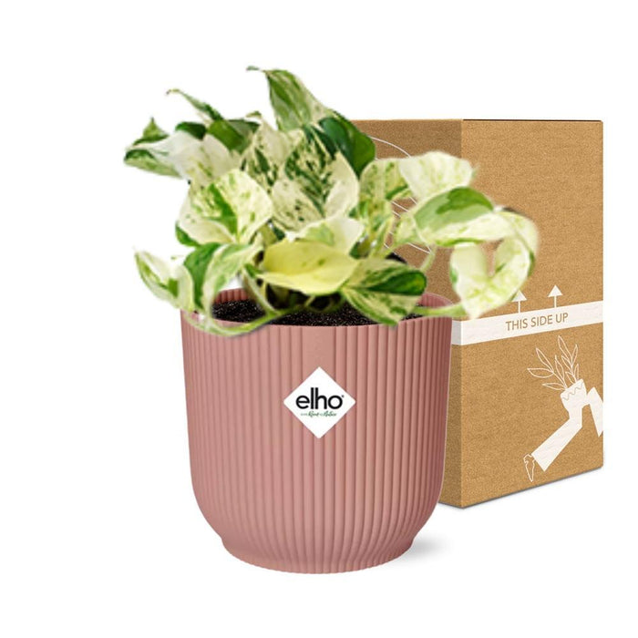 epipremnum-pinnatum-happy-leaf-in-elho-vibes-fold-14cm-roze