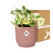 epipremnum-pinnatum-happy-leaf-in-elho-vibes-fold-14cm-roze