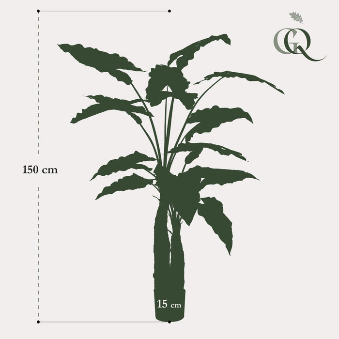 kunstplant-alocasia-olifantsoor-150-cm