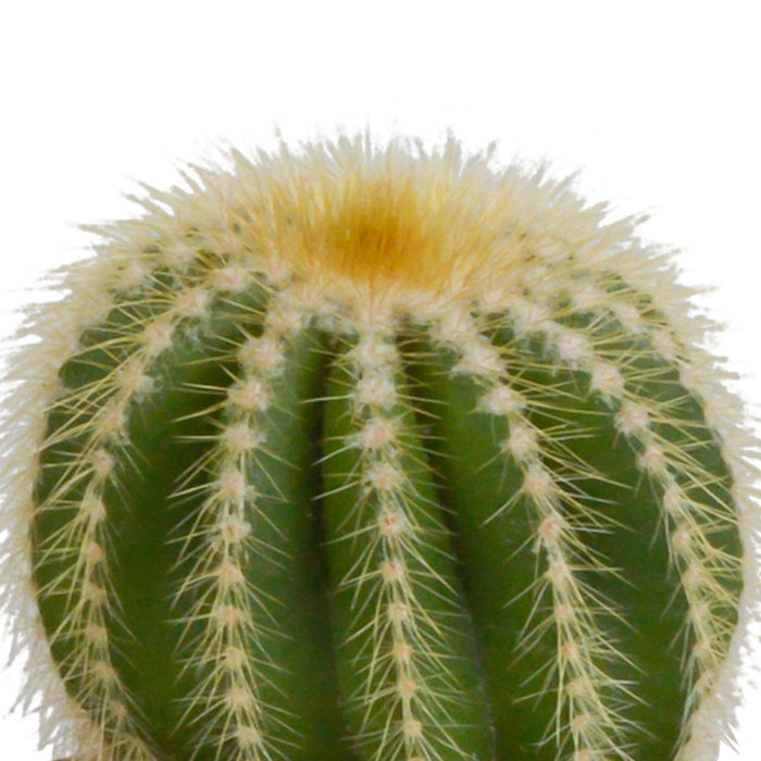 bolcactus-mix-8-5-cm-3-stuks-zonder-pot