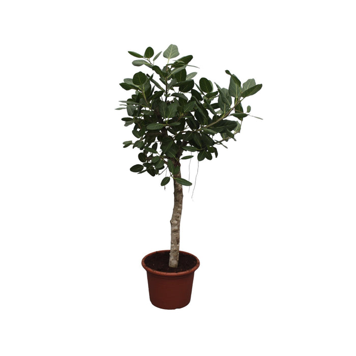 ficus-benghalensis-boom-200-cm-o50