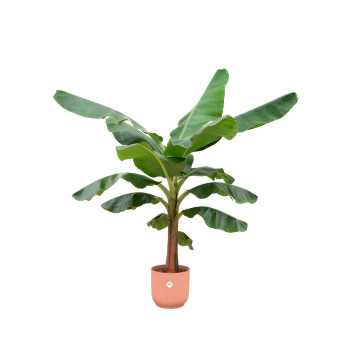 combi-deal-bananenplant-musa-inclusief-elho-vibes-fold-round-roze-o30-150-cm