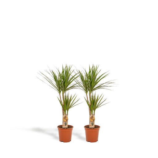 2x-dracaena-90cm-o17cm