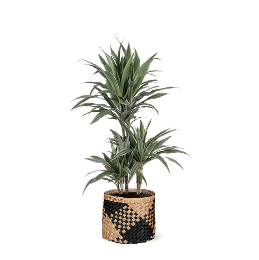 dracaena-warneckii-o21cm-↕65cm-in-albury-black-print-mand