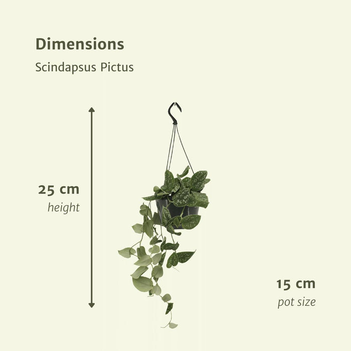 2x-scindapsus-pictus-epipremnum-25cm-o15