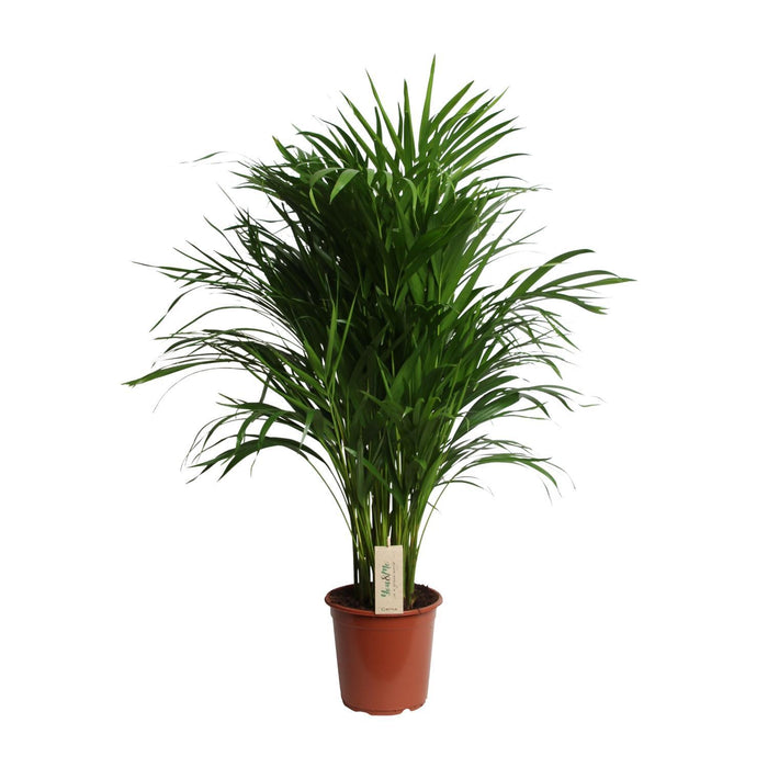 dypsis-lutescens-areca-o21cm-↕100cm