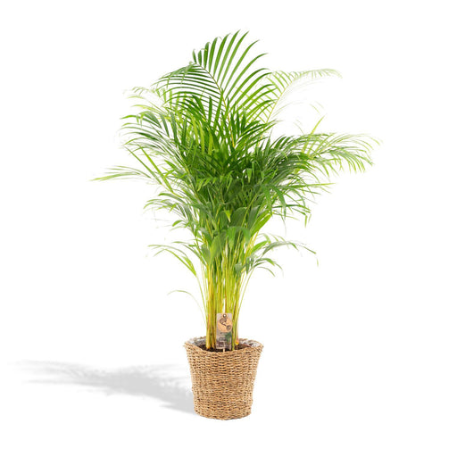 areca-met-mand-130cm-o24cm