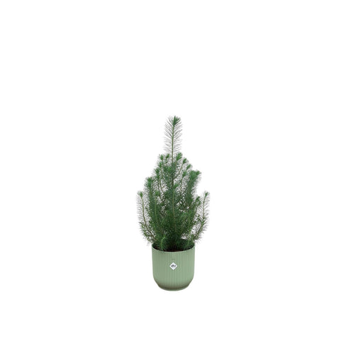 combi-deal-pinus-pinea-inclusief-elho-vibes-fold-round-groen-o18-50-cm