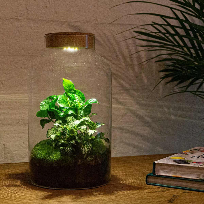 diy-terrarium-milky-coffea-met-lamp-↕-31-cm-rake-shovel